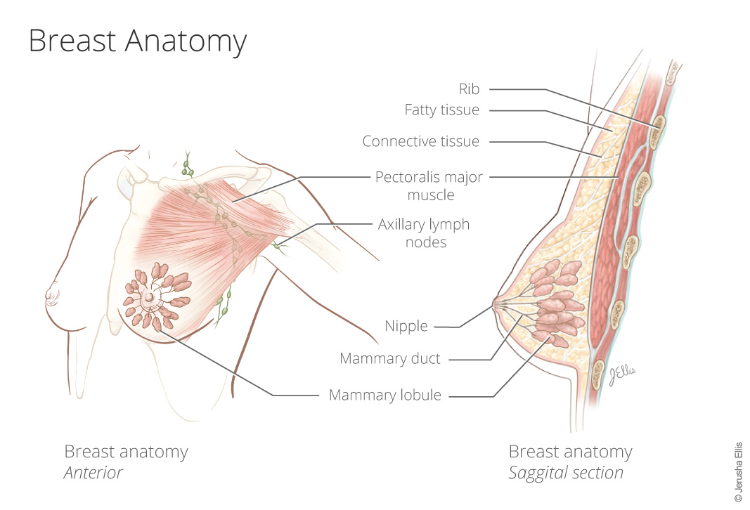 Breast Anatomy – Jerusha Ellis Medical Illustration