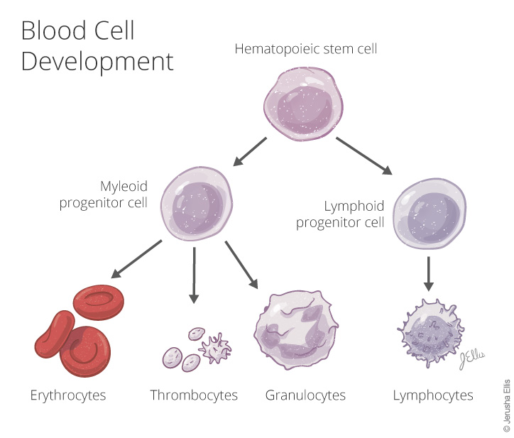 Blood Cell Development